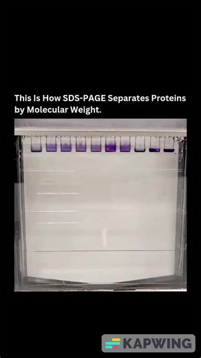 SDS-PAGE separates proteins by molecular weight using sodium dodecyl sulfate | Muhammad Saad posted on the topic | LinkedIn
