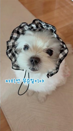 🐶: 자외선? 나도 신경 쓴다구☀️