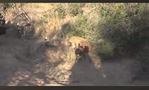 Hyenas and wild dogs 🐕 fight over warthog | Gavin Gordon