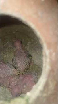 How to Start Budgie Breeding 🐦💚