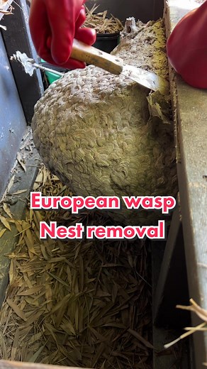European Wasp Nest Removal - Massive Nest Extraction