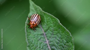 Colorado potato beetle. Larvae of the Colorado Beetle on the Potato bush close-up. Pest control in the garden. Insects destroying crops - Agriculture Pest. Stock Video