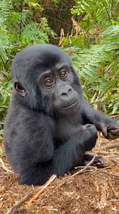 Disney Parks on Instagram: "Want to know what it’s like to observe a chimpanzee alongside an expert primatologist or view gorillas in their natural habitat? Check out this inside look showcasing what it is like to travel with @NatGeoExpeditions on the Great Apes itinerary. 🐵🦍📸 Spoiler Alert: You’ll also see some other amazing wildlife in this video as well! #TravelwithNatGeoExpeditions #NationalGeographicExpeditions #NatGeoExpeditions"