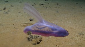The 'alien' lifeforms discovered in the deep ocean