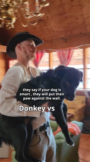 Dog Intelligence Test Collie vs Labrador #dogshorts #funny #funnydogs
