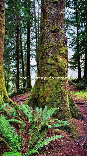Exploring Oregon's Enchanting Forest Trails