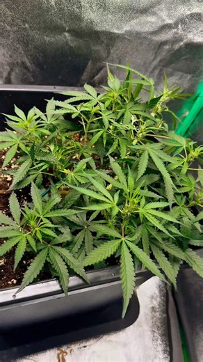 First Signs Of Flowering 🌸 LST Update #grow #cannabiscommunity #420 #LST