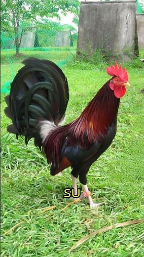 Gallos Hatch: Fuerza y Valor 💪 | Gallos de pelea Hatch: calidad, fino y temperamento