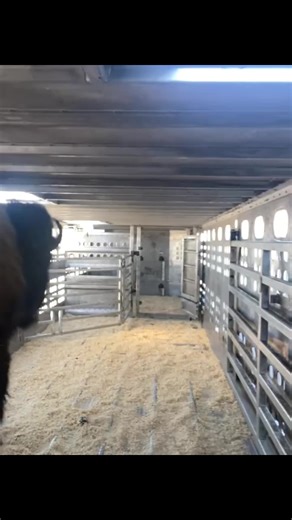 Bison Haulers: Big Bulls and Bull Haulers