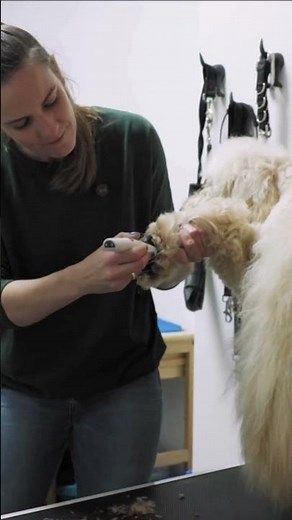 Pfoten-Perfektion - die Aesculap Exacta