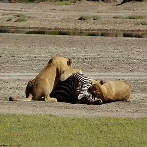 Lions Catch Zebra Meal | Roggers FF