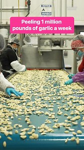 306K views · 2.7K reactions | This machine can peel hundreds of garlic cloves a minute. #garlic #food #farming | Insider Food | Facebook