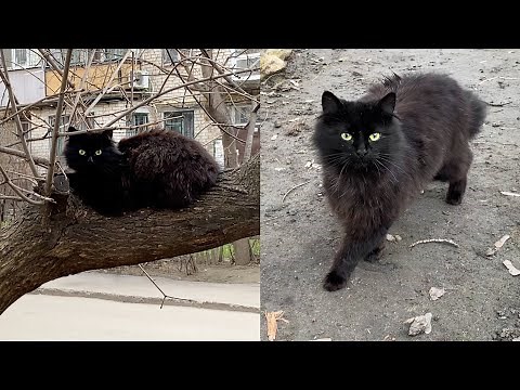 I met and fed a cute fluffy black cat in a tree