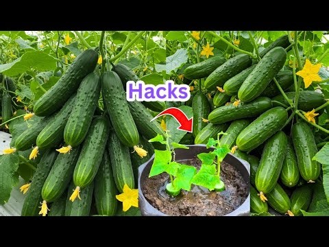 🔴LIVE: Cucumber Propagation: Turn One Cucumber into a Full Garden