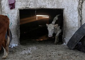 Russia plans big dairy export push in North Africa, Middle East and Asia