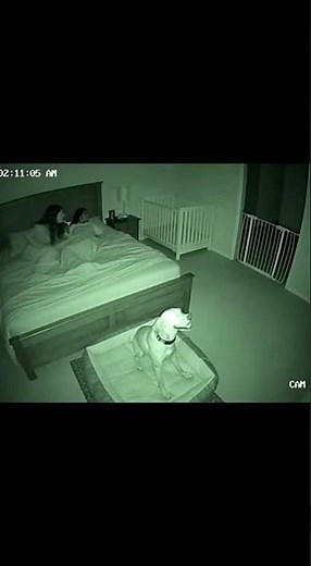 “She told the dog to stop barking… and the gate answered instead.” Some doors don’t open by accident