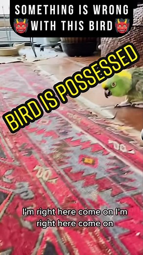 EVIL PARROT POSSESSED BY DEMON 👹🦜 #paranormal #scary #CREEPY #scarystories #scarytiktoks #scarytok #creepytok #creepyvideos