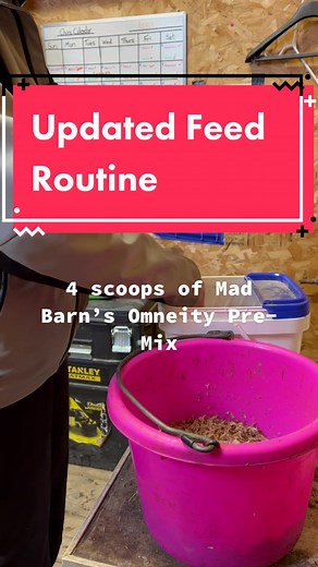My UPDATED horse feed routine #horsefeedingroutine #horsefeed #routine #comealongwithme