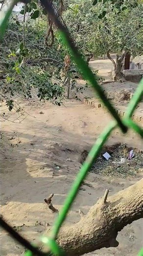 #love #nidhivan#rassthali #radha rani#radha krishna