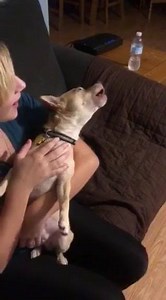 1.1K views · 80 reactions | On top of his many other talents, Jiminy Cricket LOVES to sing! LOL Jiminy's Foster family sent us this adorable video tonight :) You can see Jiminy's full bio and apply to adopt him at PeppermintPigAnimalRescue.org | Peppermint Pig Animal Rescue & Peppermint Pig Thrift and Gift | Facebook