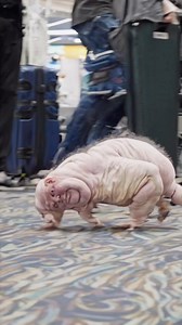 Lil pet 🤣 | Roman Gorodetskyi