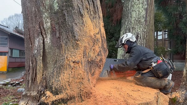 Historic Moment: Felling a Massive 600-Year-Old Zelkova Tree in Hakusan City