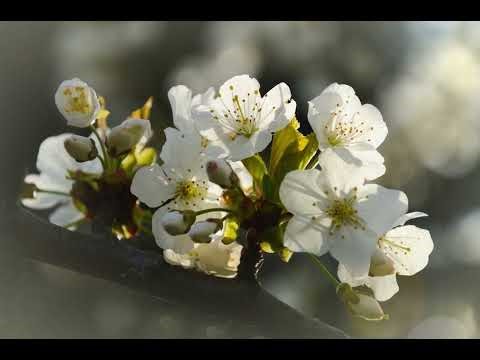 Lesson 54 - A Course in Miracles (ACIM) Workbook