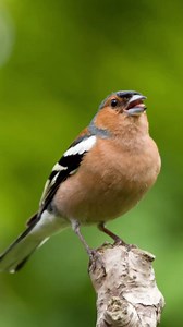 3.3K views · 125 reactions | Ahead of the RSPB Big Garden Birdwatch...