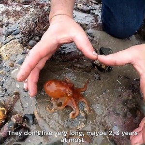 3.5M views · 21K reactions | This guy spends hours searching rock pools for hidden sea creatures and what he finds is actually amazing...  | UNILAD | Facebook