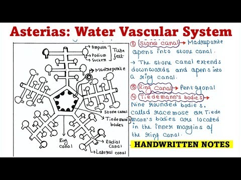 Asterias | Water vascular system