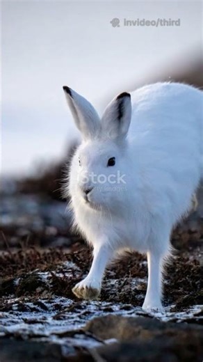 Arctic Hare Fact: No Winter Naps! ❄️🐇