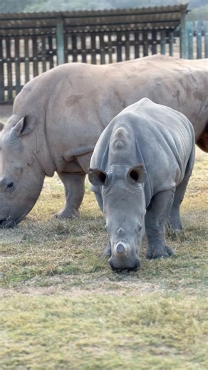 One week after her rescue, our newest orphan is settling into her new life. It’s a complex process with a long road of rehabilitation and dedication ahead, but she is making good progress. She quickly began grazing on natural grass and, after watching and copying Dianna and Bavati, started eating supplementary teff and Lucerne. A huge relief! Now that she is eating well, caregivers will begin introducing a small amount of pasty milk powder on the Lucerne. This will allow them to administer impor
