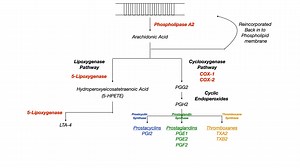 Arachidonic Acid Pathway - 花生四烯酸通路