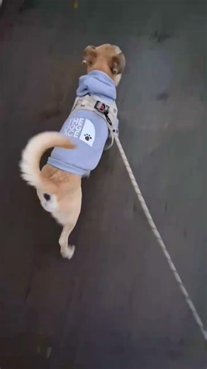 Benny Daily Stroll 🐾🐕🐕‍🦺