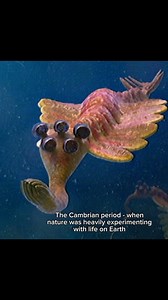 The Very Extra Ordinary on Instagram: "The Cambrian period is the first geological period of the Paleozoic Era. It lasted 51.95 million years from the end of the preceding Ediacaran period 538.8 million years ago to the beginning of the Ordovician Period 486.85 million years ago. The Cambrian marked a profound change in life on Earth; prior to the Period, the majority of living organisms were small, unicellular and poorly preserved. Complex, multicellular organisms gradually became more common d