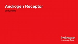 Androgen Receptor antibodies from Thermo Fisher Scientific