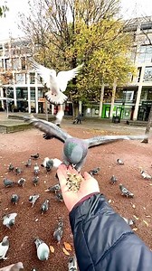 4.7K views · 677 reactions | Snack Squabble: When the buffet is open, and everyone's craving a treat, these pigeons engage in a feathery battle for prime snacking real estate! | Squirrels by Fotoscenen | Facebook