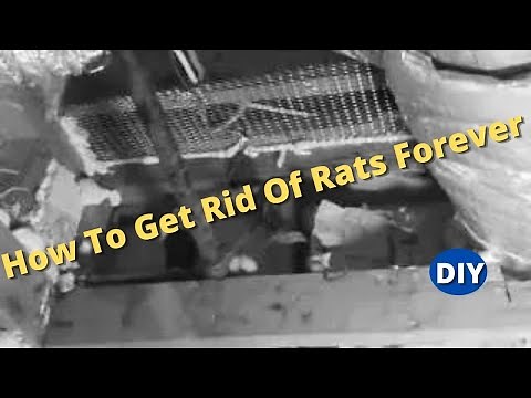 How To Get Rid Of Rats Forever and Protect Your House From Roof Rats coming back.