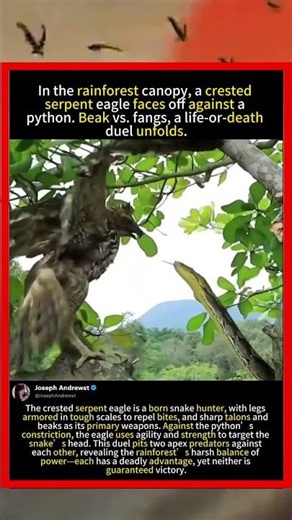 Eagle vs Python: The Canopy’s Deadliest Showdown#foryou #fyp #animals #funny
