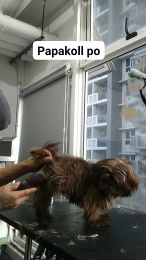 #shitzu #firsttimegrooming #moretips #tutorial | Erwin De Guzman Catacutan