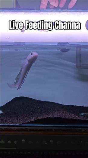 Live Feeding Channa Asiatica Leucistic Pake Ulat Hongkong #shorts #snakehead #asiatica #livefeed