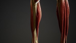 Muscular System of human body animation