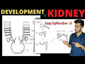 Development of Kidney | Development of Urinary System | Renal Embryology