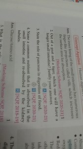 Concept Applied Human digeAns. The inner lining of the small i... | Filo