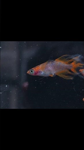 A nano fish, like a Butterfly🦋 Japanese ricefish, Medaka