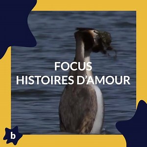 HISTOIRES D'AMOUR ❣️ | Chez les humains, comme chez les animaux,...