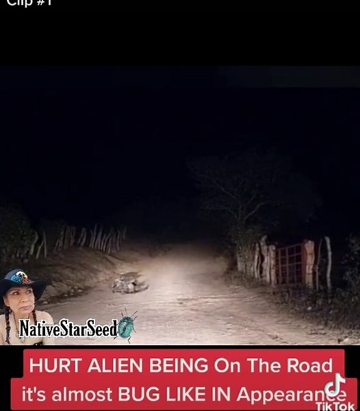 #CREATURE Caught on side of the road looks Alien Bug like Creature Still alive #Supernatural #UNEXPLAINED #ALIEN #mysterious #ufoキャッチャー -Clip #1