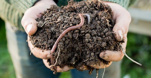 Worm Reproduction: How Exactly Do They Reproduce?