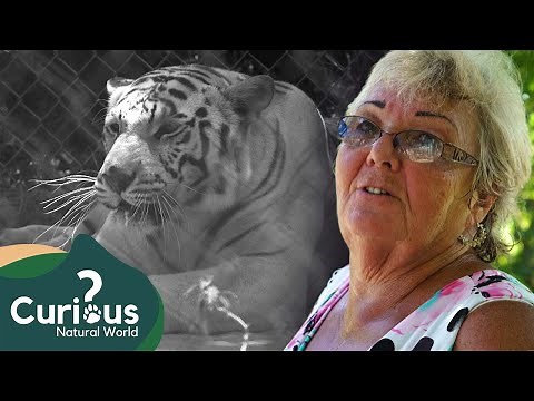Is It OK To Have Tigers As Pets? | Predator Pets | Curious?: Natural World