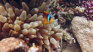 🐠 **"Adorable Baby Clownfish: A Splash of Color in the Ocean"** 📽️✨ 📷 **Dive into the enchanting underwater world with this delightful footage of baby clownfish. Watch as these tiny, vibrant fish playfully swim among the corals, adding a burst of color and joy to the reef. It's a heartwarming scene that showcases the beauty of marine life.** #Clownfish #MarineLife #UnderwaterBeauty #ScubaDiving #OceanExploration #SeaCreatures #NatureLovers #CoralReef #UnderwaterWorld #Diving #WildlifePhotogra